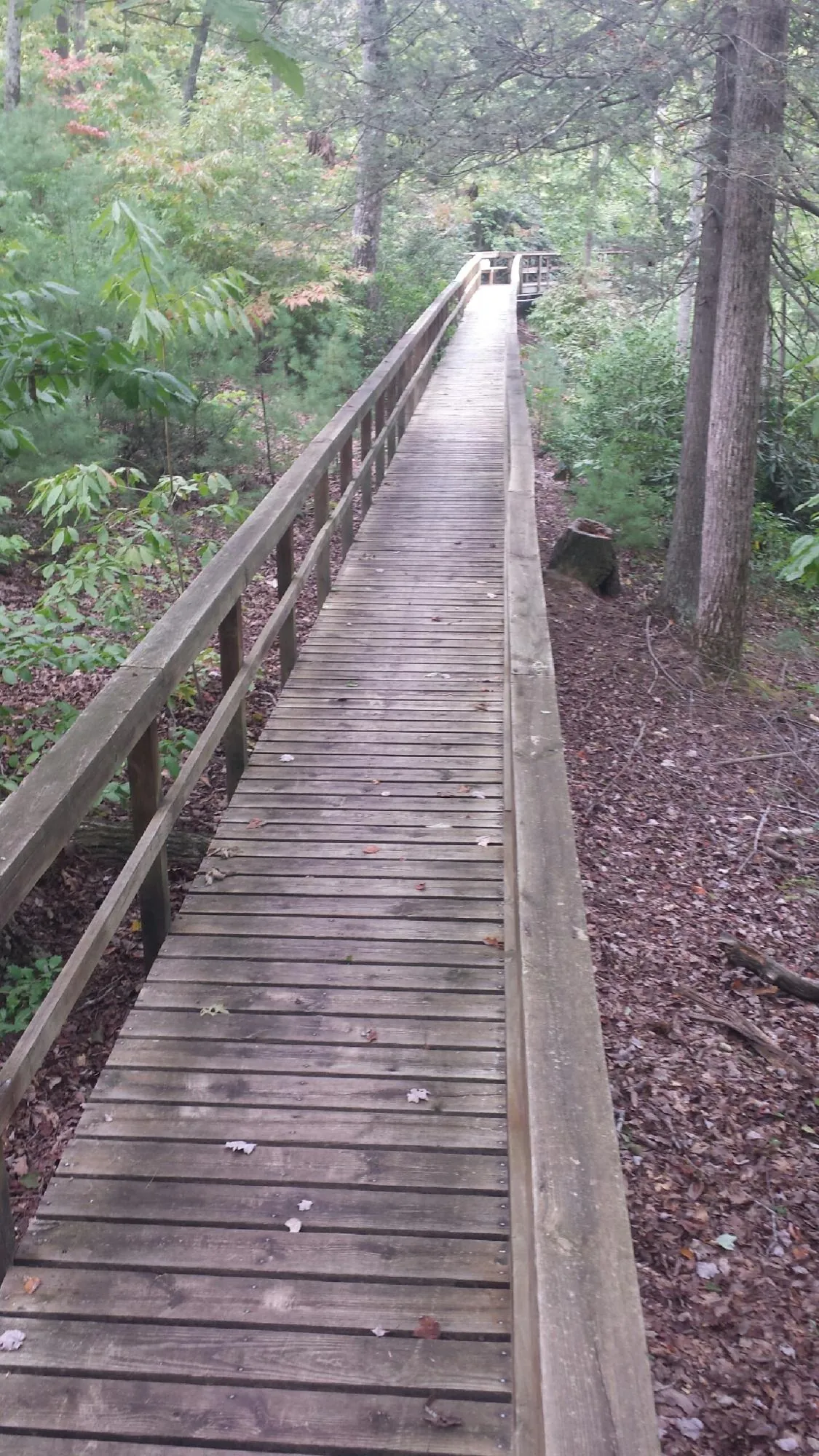 Long wood walkway with handrails built through the woods in East Andover